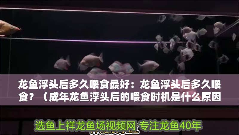 龍魚干蝦有營養(yǎng)嗎 龍魚浮頭后多久喂食最好:龍魚浮頭后多久喂食?(成年龍魚浮頭后的喂食時機是什么原因引起的) 水族問答 龍魚浮頭后多久喂食最好:龍魚浮頭后多久喂食?(成年龍魚浮頭后的喂食時機是什么原因引起的) 龍魚浮頭后多久喂食最好:龍魚浮頭后多久喂食?(成年龍魚浮頭后的喂食時機是什么原因引起的) 水族問答