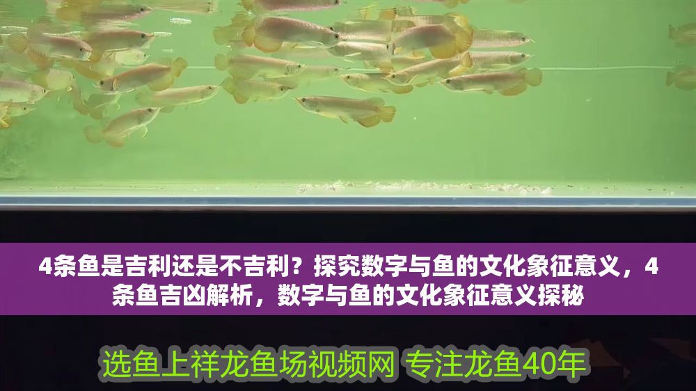 4條魚是吉利還是不吉利？探究數字與魚的文化象征意義，4條魚吉兇解析，數字與魚的文化象征意義探秘