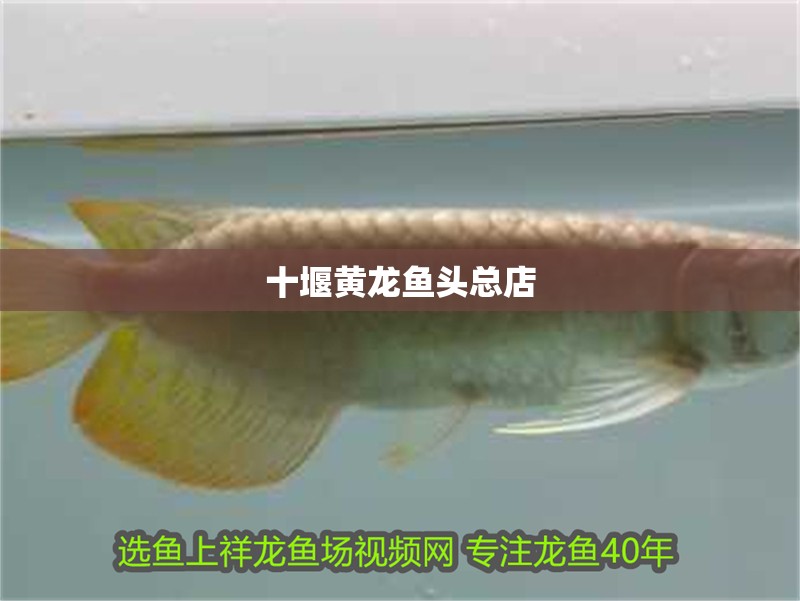 <strong><mark>十堰</mark></strong>黃龍魚頭總店