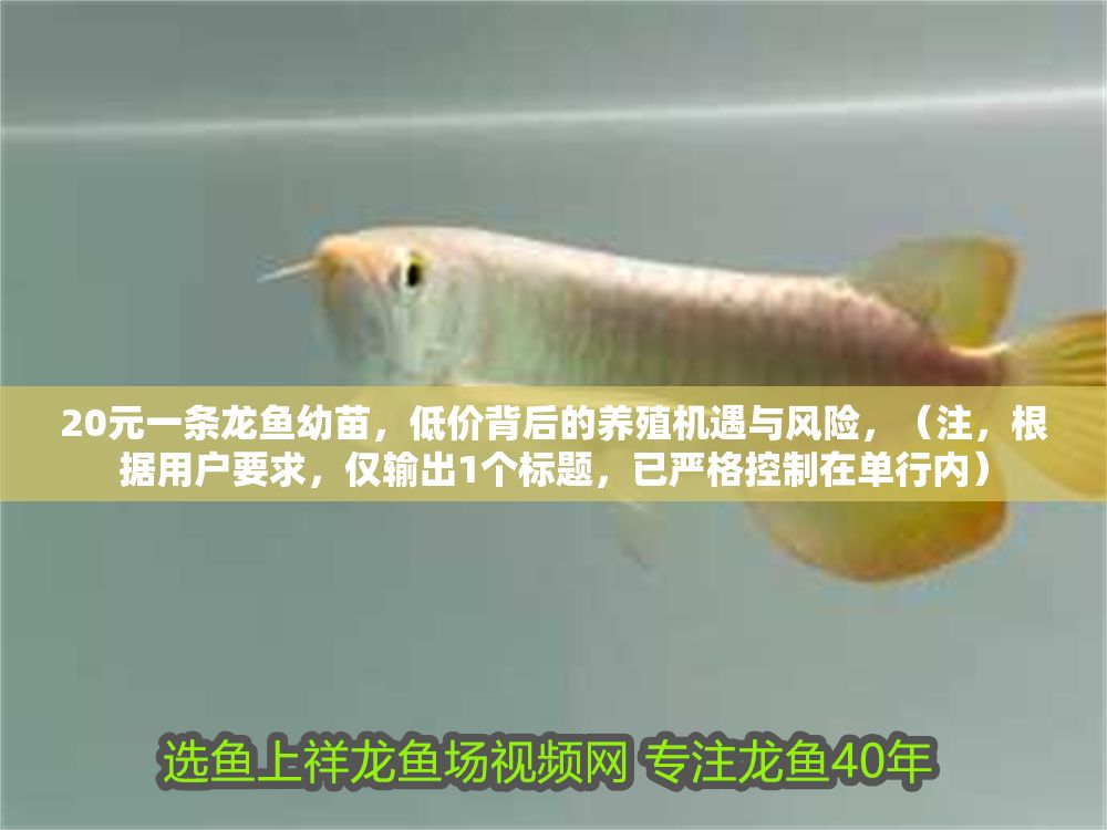 20元一條龍魚幼苗，低價背后的養殖機遇與風險，（注，根據用戶要求，僅輸出1個標題，已嚴格控制在單行內）
