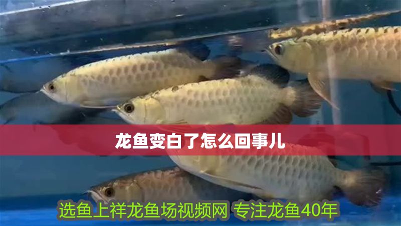 龍魚變白了怎么回事兒