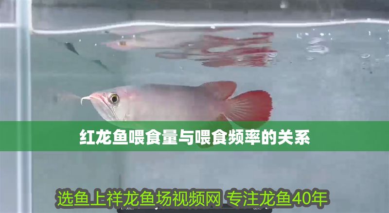 紅龍魚喂食量與喂食頻率的關系 龍魚百科 第1張 紅龍魚喂食量與喂食頻率的關系 紅龍魚喂食量與喂食頻率的關系 龍魚百科 第1張