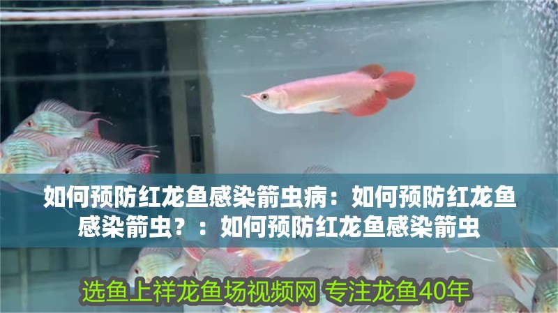 如何預防紅龍魚感染箭蟲病：如何預防紅龍魚感染箭蟲？：如何預防紅龍魚感染箭蟲