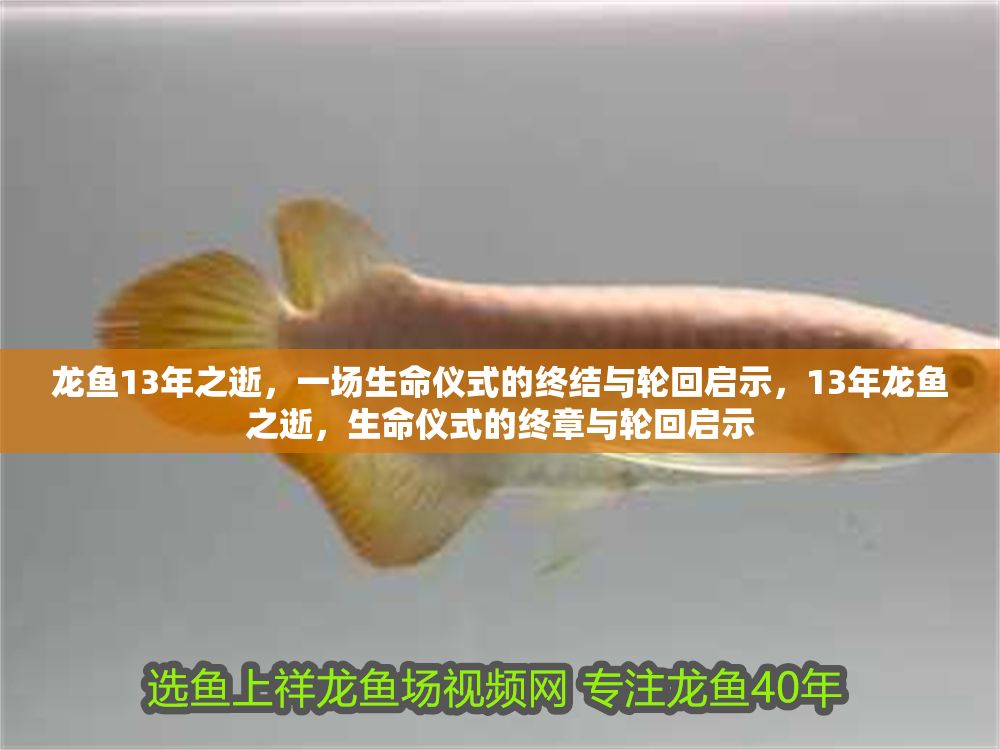 龍魚13年之逝，一場生命儀式的終結與輪回啟示，13年龍魚之逝，生命儀式的終章與輪回啟示