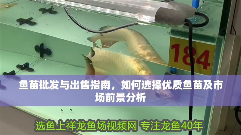 魚苗批發與出售指南，如何選擇優質魚苗及市場前景分析