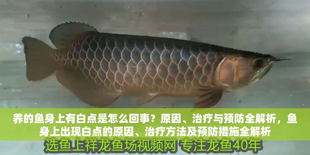 養(yǎng)的魚(yú)身上有白點(diǎn)是怎么回事？原因、治療與預(yù)防全解析，魚(yú)身上出現(xiàn)白點(diǎn)的原因、治療方法及預(yù)防措施全解析