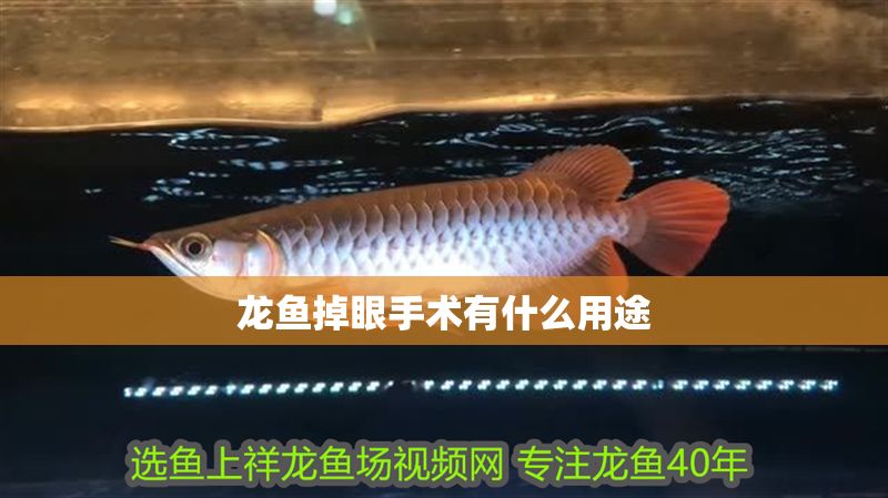 龍魚掉眼手術有什么用途