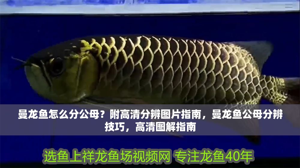 曼龍魚怎么分公母？附高清分辨圖片指南，曼龍魚公母分辨技巧，高清圖解指南