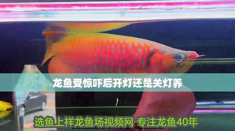 龍魚受驚嚇后開燈還是關燈養