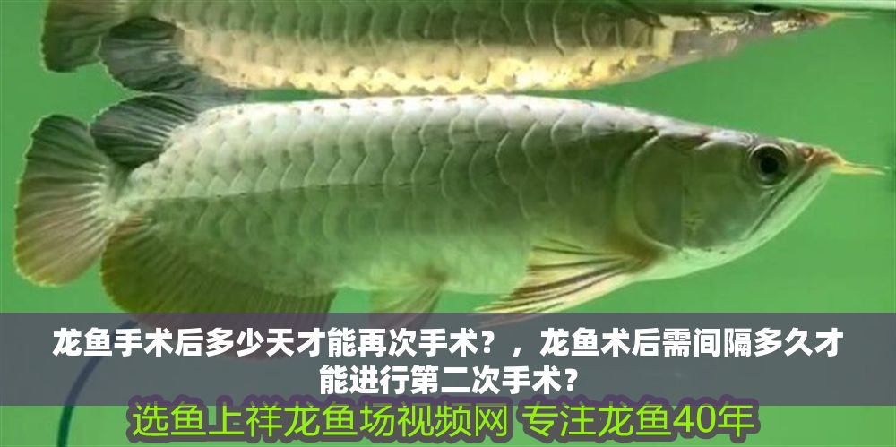 龍魚手術后多少天才能再次手術？，龍魚術后需間隔多久才能進行第二次手術？