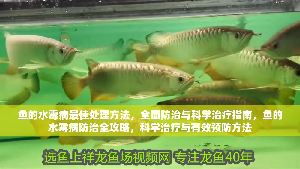 魚的水霉病最佳處理方法，全面防治與科學治療指南，魚的水霉病防治全攻略，科學治療與有效預防方法