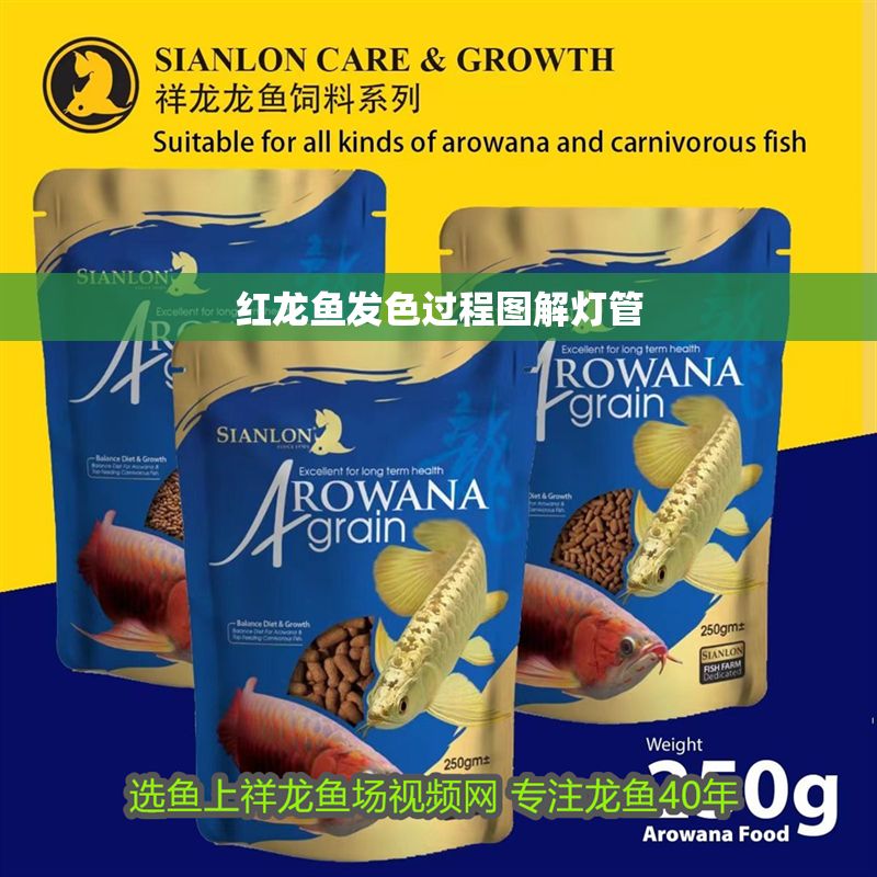 紅龍魚發(fā)色過程圖解燈管