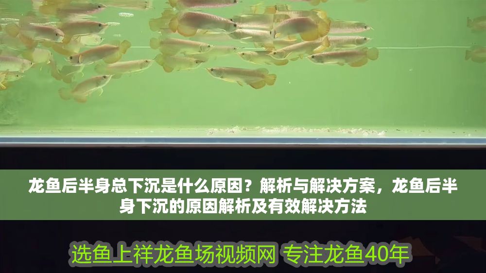 龍魚后半身總下沉是什么原因？解析與解決方案，龍魚后半身下沉的原因解析及有效解決方法