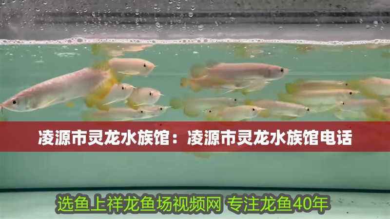 凌源市靈龍水族館：凌源市靈龍水族館電話