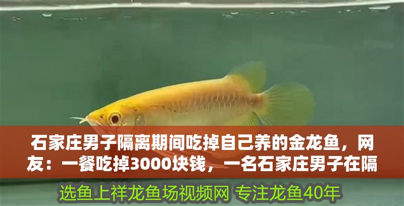 石家莊男子隔離期間吃掉自己養(yǎng)的金龍魚(yú)，網(wǎng)友：一餐吃掉3000塊錢，一名石家莊男子在隔離期間吃掉了自己養(yǎng)的金龍魚(yú)