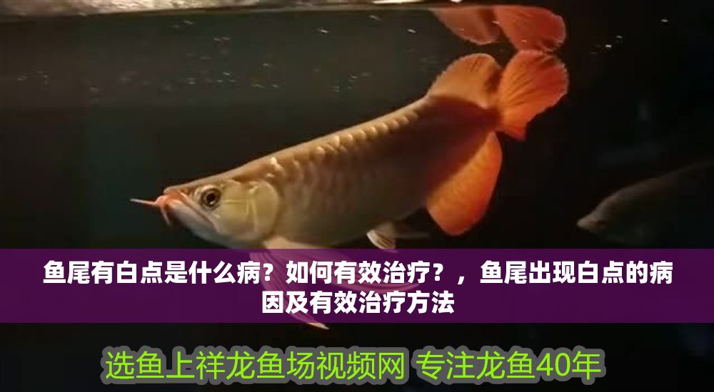 魚尾有白點是什么病？如何有效治療？，魚尾出現(xiàn)白點的病因及有效治療方法