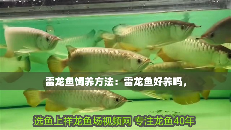 雷龍魚飼養(yǎng)方法：雷龍魚好養(yǎng)嗎，