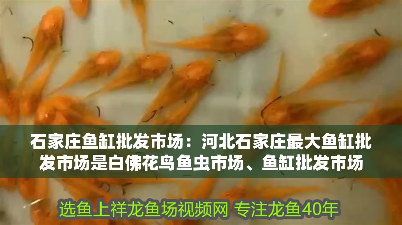 石家莊魚缸批發市場：河北石家莊最大魚缸批發市場是白佛花鳥魚蟲市場、魚缸批發市場