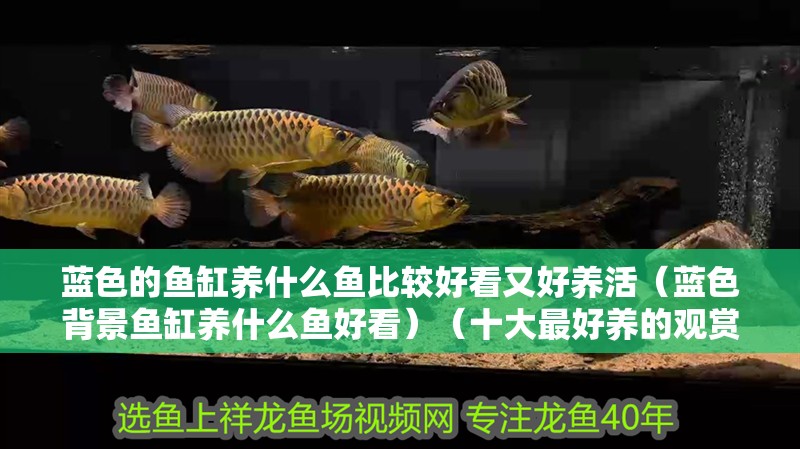 藍色的魚缸養什么魚比較好看又好養活（藍色背景魚缸養什么魚好看）（十大最好養的觀賞魚）