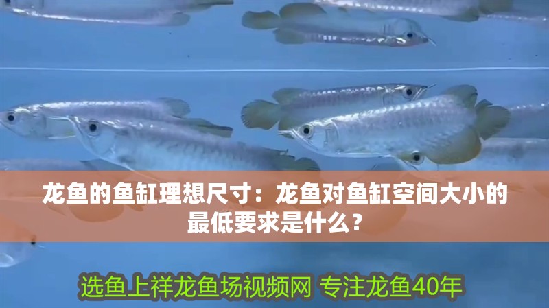 龍魚的魚缸理想尺寸：龍魚對魚缸空間大小的最低要求是什么？