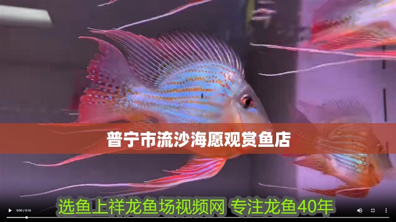 普寧市流沙海愿觀賞魚店 普寧市流沙海愿觀賞魚店 全國水族館企業名錄