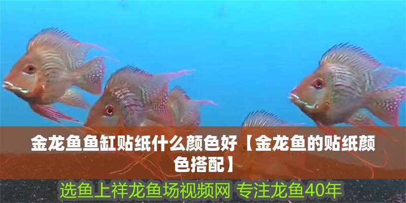 金龍魚魚缸貼紙什么顏色好【金龍魚的貼紙顏色搭配】
