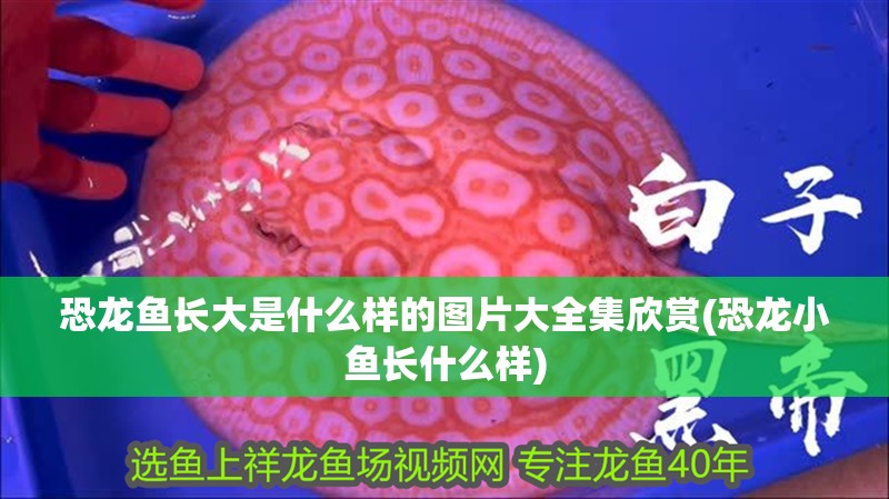 恐龍魚長大是什么樣的圖片大全集欣賞(恐龍小魚長什么樣)