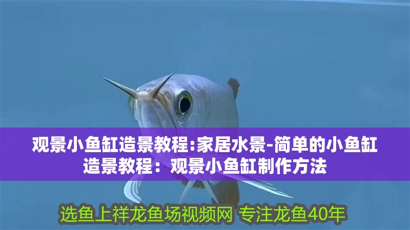 觀景小魚缸造景教程:家居水景-簡單的小魚缸造景教程：觀景小魚缸制作方法