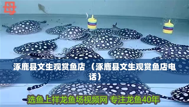 涿鹿縣文生觀賞魚店 （涿鹿縣文生觀賞魚店電話）