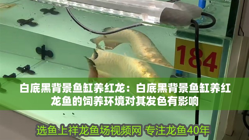 白底黑背景魚(yú)缸養(yǎng)紅龍：白底黑背景魚(yú)缸養(yǎng)紅龍魚(yú)的飼養(yǎng)環(huán)境對(duì)其發(fā)色有影響