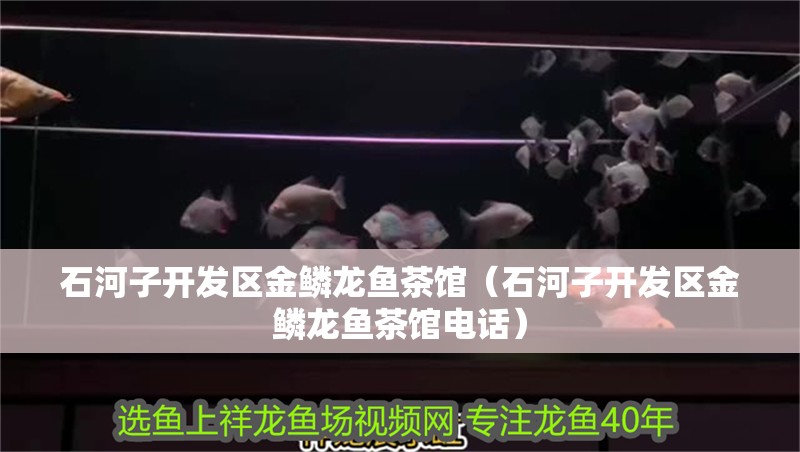 石河子開發區金鱗龍魚茶館（石河子開發區金鱗龍魚茶館電話）