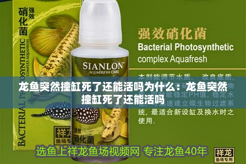 龍魚突然撞缸死了還能活嗎為什么：龍魚突然撞缸死了還能活嗎 龍魚突然撞缸死了還能活嗎為什么：龍魚突然撞缸死了還能活嗎 龍魚百科