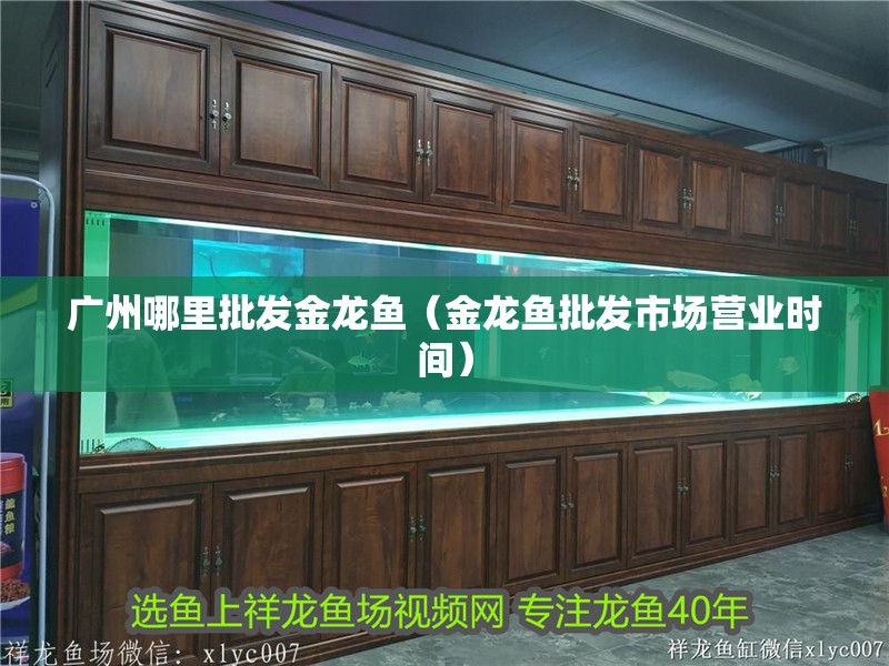 廣州哪里批發金龍魚（金龍魚批發市場營業時間）