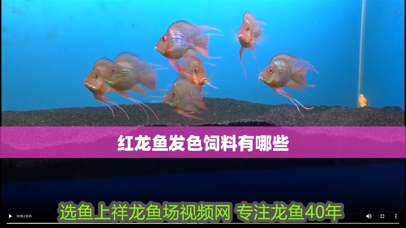 紅龍魚發色飼料有哪些