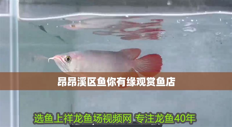 昂昂溪區魚你有緣觀賞魚店