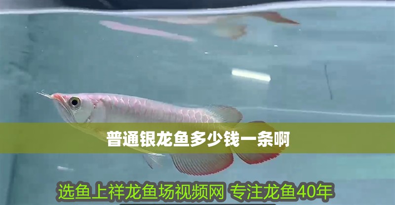 普通銀龍魚多少錢一條啊