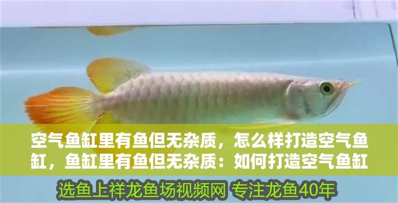 空氣魚缸里有魚但無雜質，怎么樣打造空氣魚缸，魚缸里有魚但無雜質：如何打造空氣魚缸 空氣魚缸里有魚但無雜質，怎么樣打造空氣魚缸，魚缸里有魚但無雜質：如何打造空氣魚缸 魚缸百科