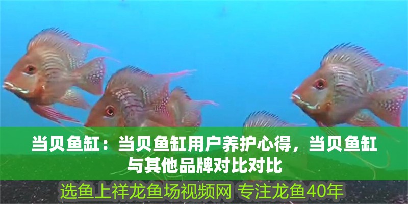 當貝魚缸：當貝魚缸用戶養護心得，當貝魚缸與其他品牌對比對比