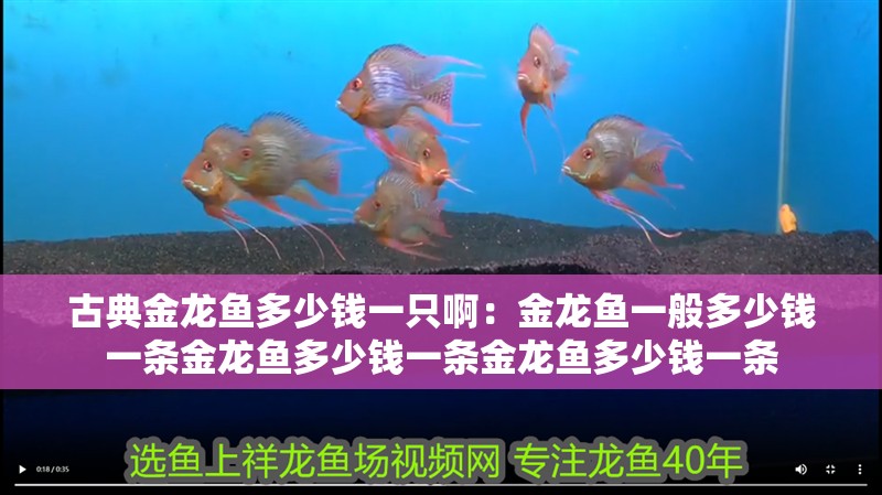 古典金龍魚多少錢一只啊：金龍魚一般多少錢一條金龍魚多少錢一條金龍魚多少錢一條