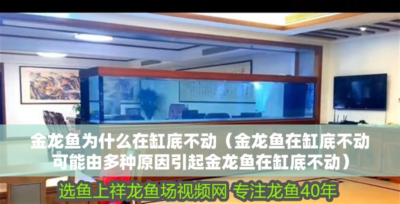 金龍魚為什么在缸底不動（金龍魚在缸底不動可能由多種原因引起金龍魚在缸底不動）