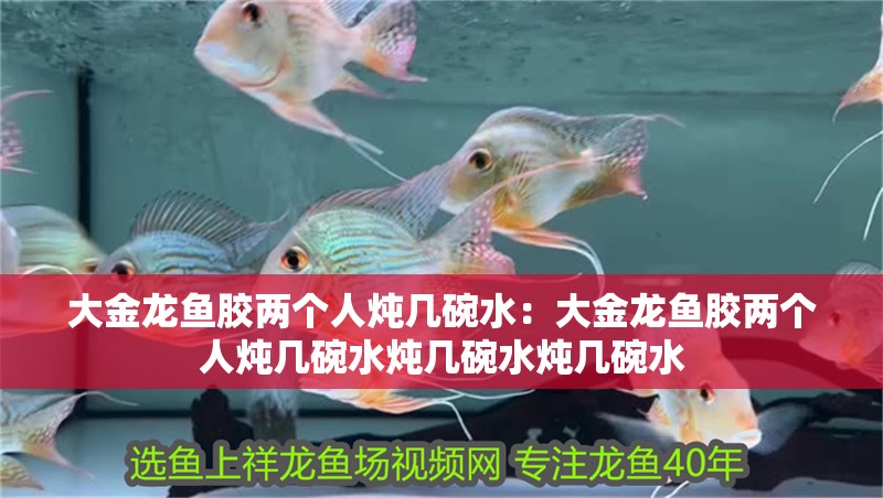大金龍魚膠兩個人燉幾碗水：大金龍魚膠兩個人燉幾碗水燉幾碗水燉幾碗水