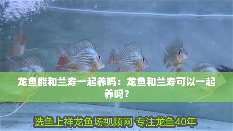 龍魚能和蘭壽一起養嗎：龍魚和蘭壽可以一起養嗎？