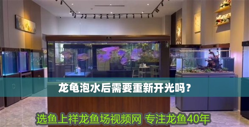 龍龜泡水后需要重新開光嗎？ 龍龜泡水后需要重新開光嗎？ 龍魚百科