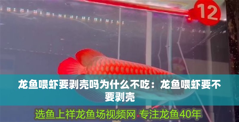 龍魚喂蝦要剝殼嗎為什么不吃：龍魚喂蝦要不要剝殼