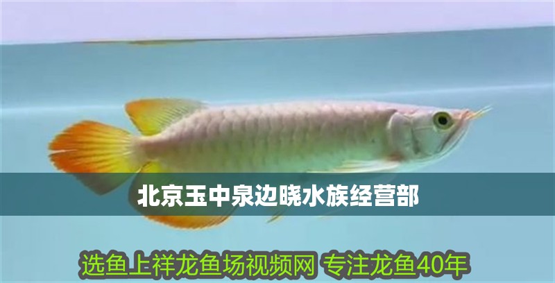 北京玉中泉邊曉水族經(jīng)營部