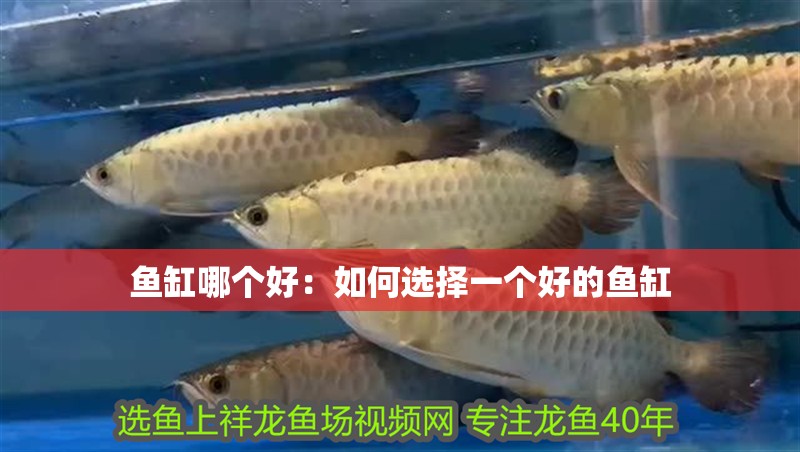 魚缸哪個好：如何選擇一個好的魚缸