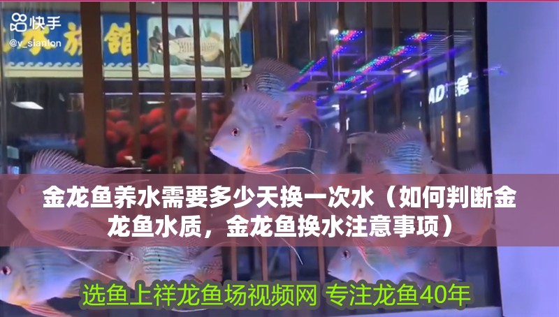 金龍魚養水需要多少天換一次水（如何判斷金龍魚水質，金龍魚換水注意事項）