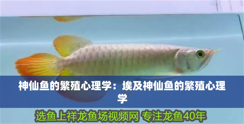 神仙魚的繁殖心理學：埃及神仙魚的繁殖心理學