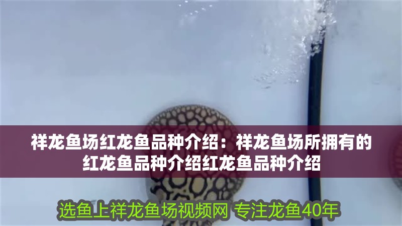 祥龍魚場紅龍魚品種介紹：祥龍魚場所擁有的紅龍魚品種介紹紅龍魚品種介紹
