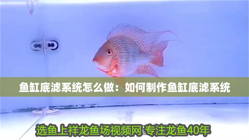 魚缸底濾系統(tǒng)怎么做：如何制作魚缸底濾系統(tǒng)